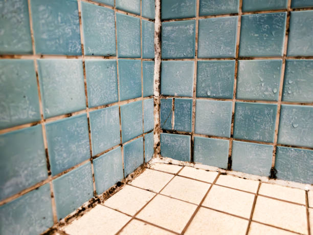 Mold Documentation for Insurance Claims in Flemington, PA