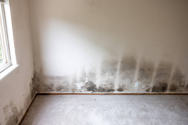 Flemington, PA Mold Removal Company